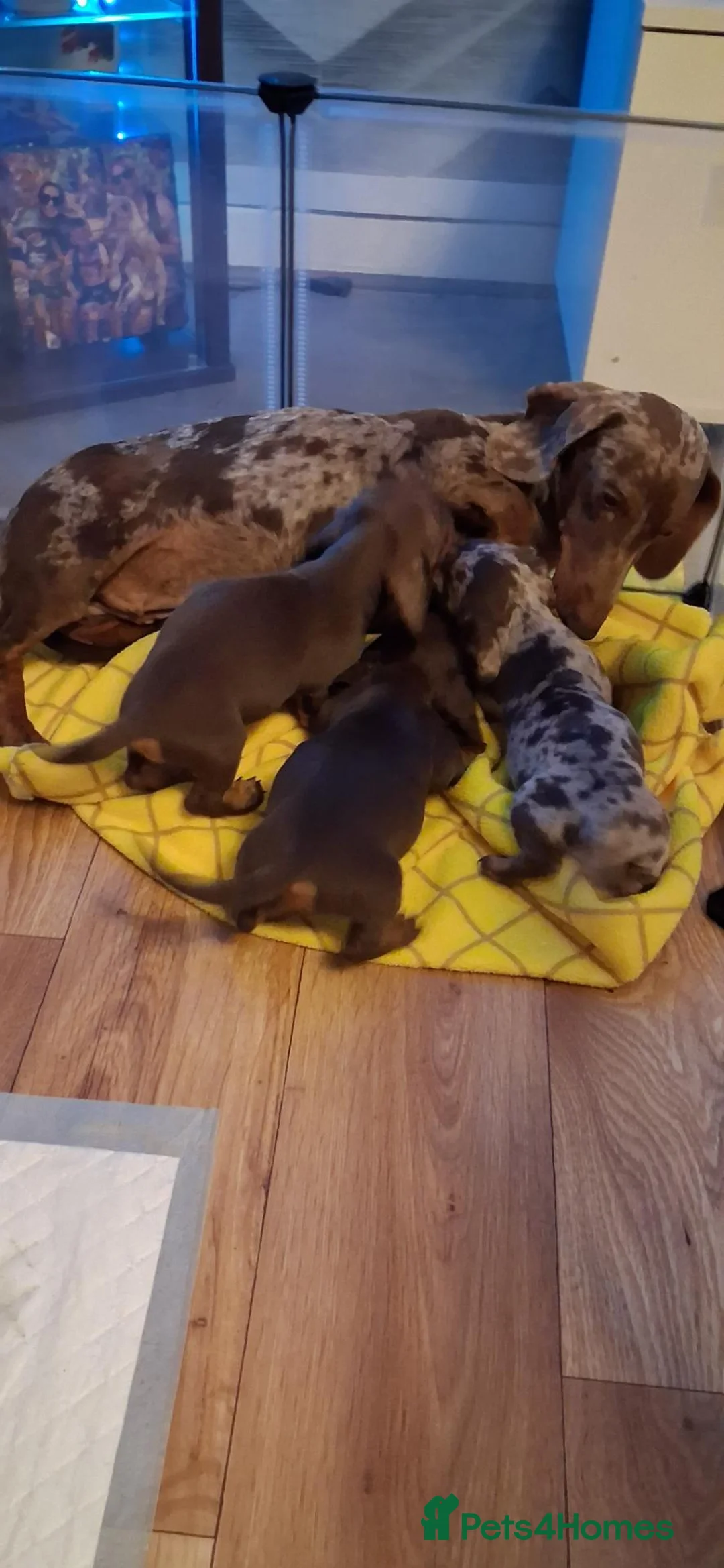 Dachshund dogs for sale: Dachshund puppies 🐶  in Barnsley - Advert 2