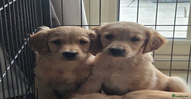 Golden Retriever dogs - Advert 6
