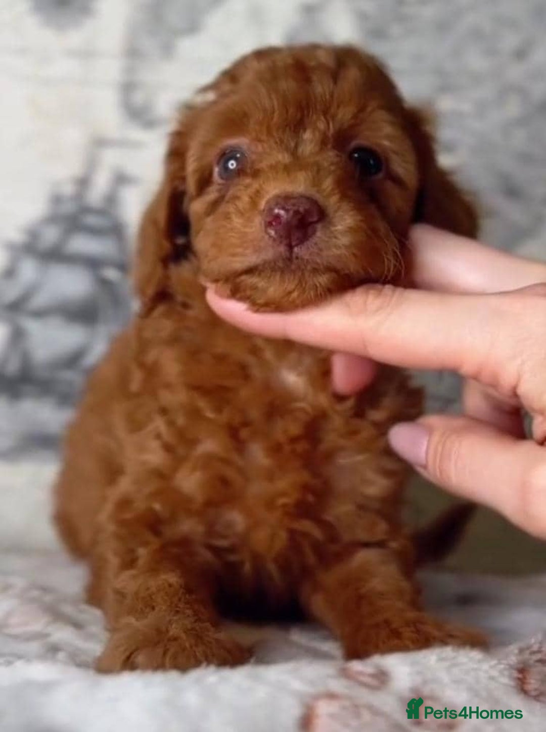 Toy Poodle dogs for sale: Adorable Toy Poodle Puppies – Full of Color - Image 2