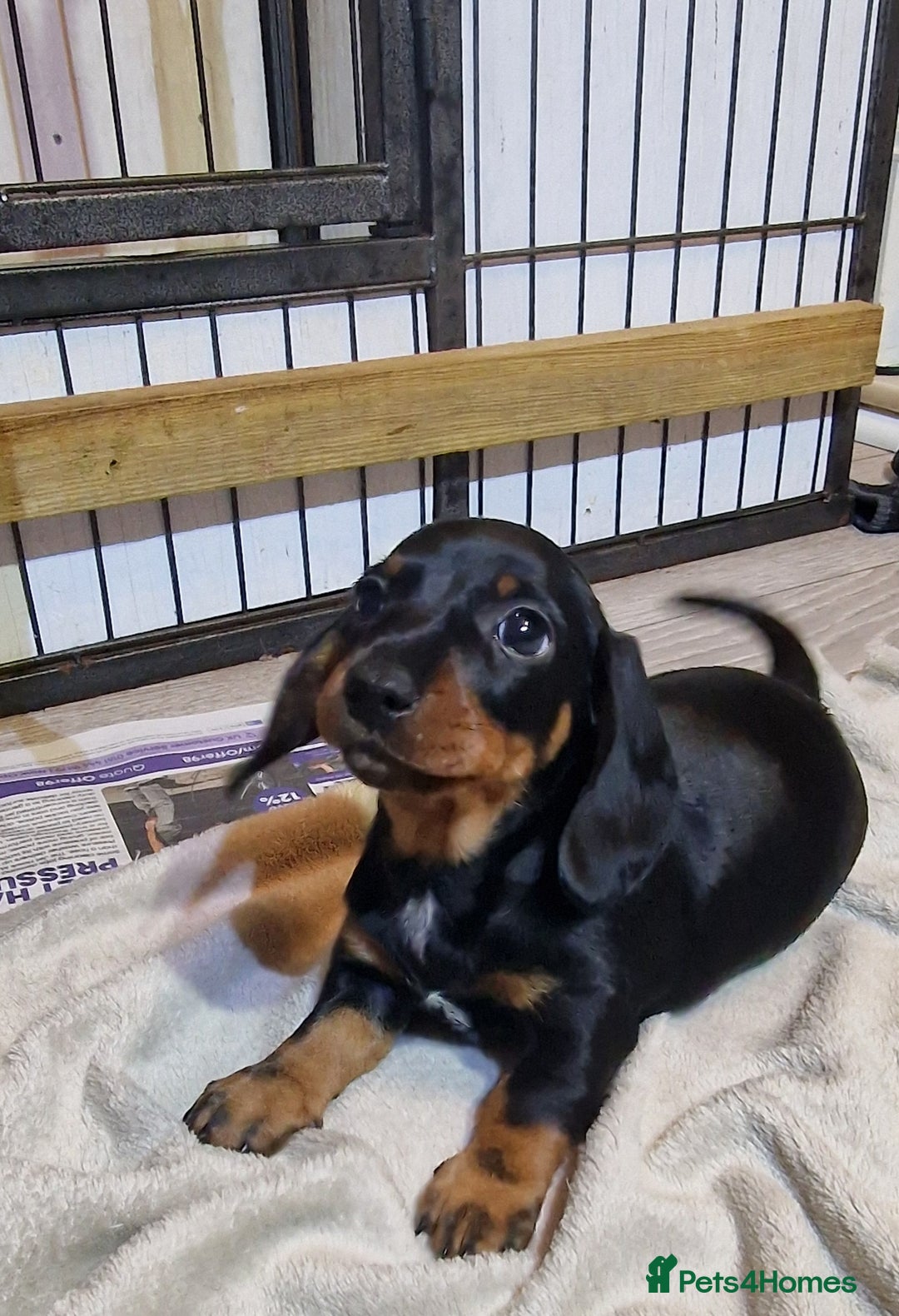 Miniature Dachshund dogs for sale: Champion bloodlines excellent quality KC miniature - Advert 2