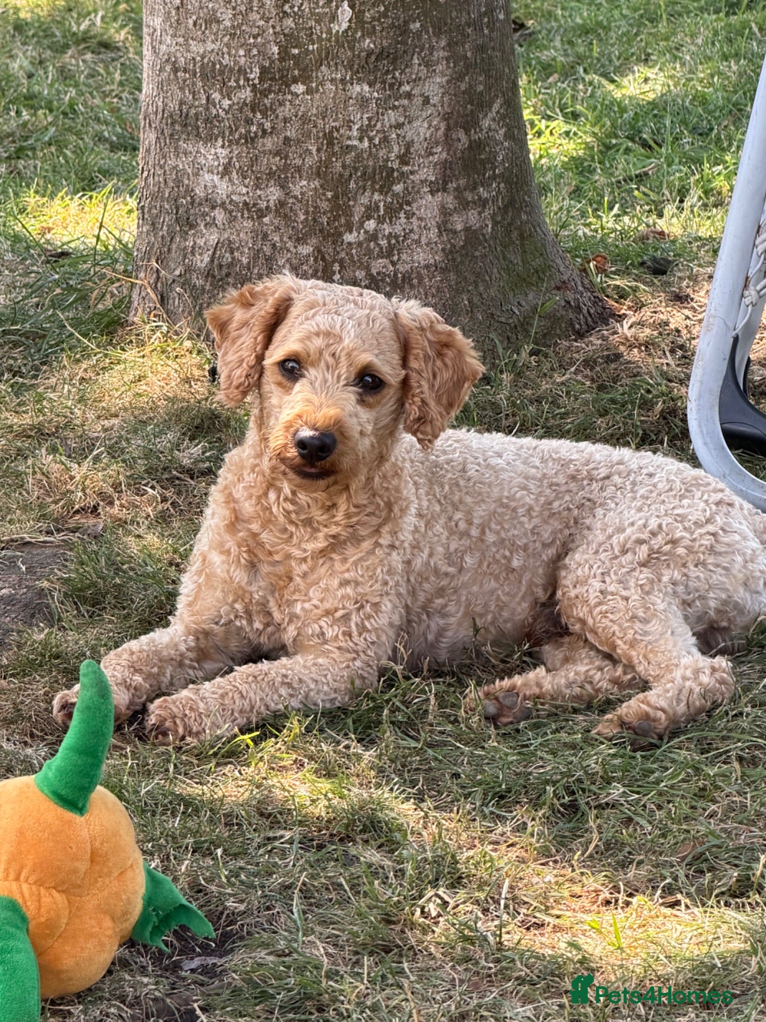Toy Poodle dogs KC Reg Toy Poodle Stud Dog Nr Bath DNA Tested - Advert 17