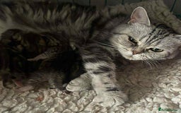 British Shorthair cats for sale: STUNNING British Shorthair Kittens Silver Tabbies - Image 28