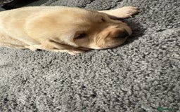 Labrador Retriever dogs for sale: Beautiful lab puppies looking forever homes ❤️ - Advert 3