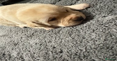 Labrador Retriever dogs Beautiful lab puppies looking forever homes ❤️ - Advert 11