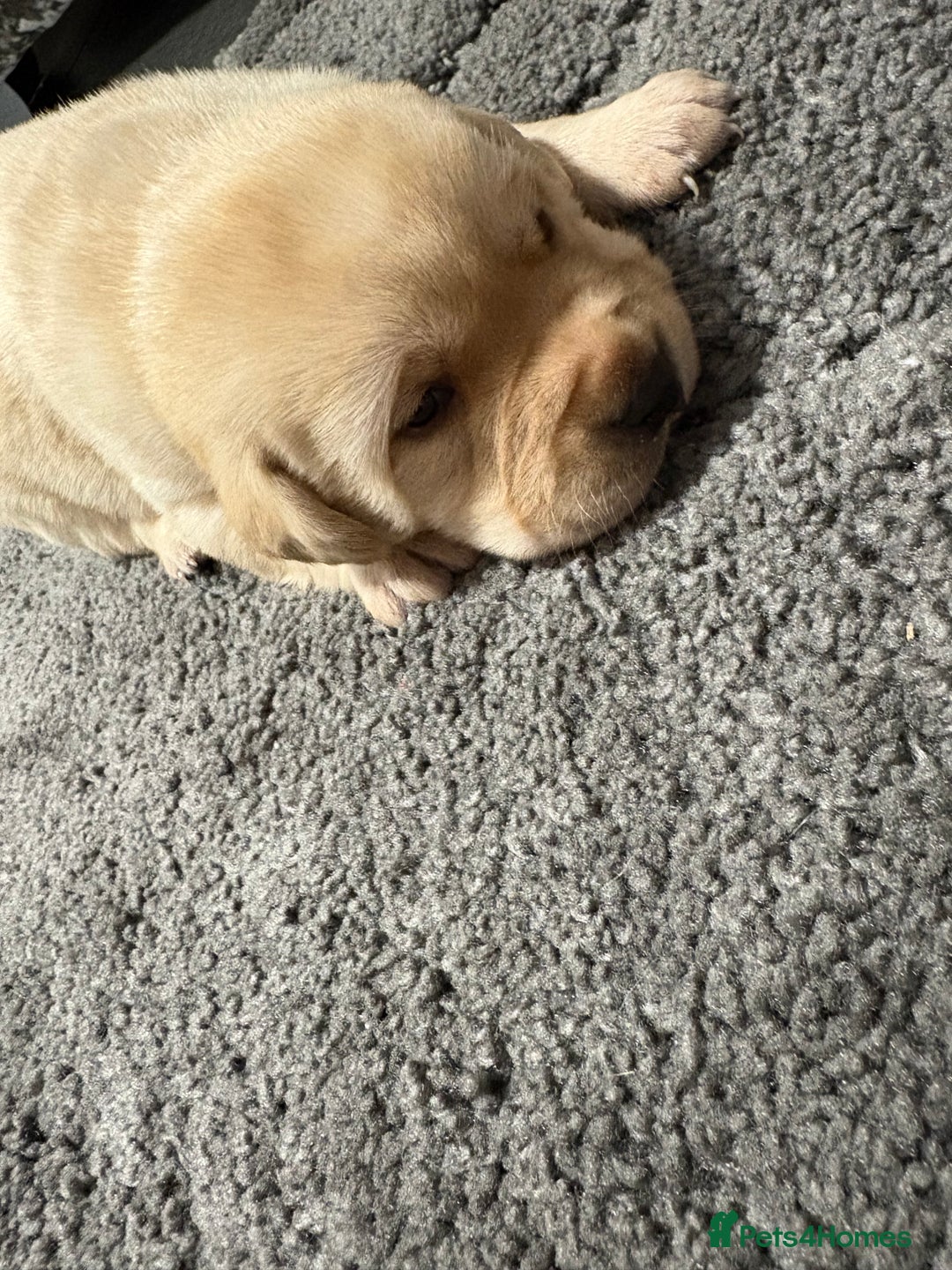 Labrador Retriever dogs for sale: Beautiful lab puppies looking forever homes ❤️ - Advert 3