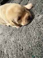 Labrador Retriever dogs Beautiful lab puppies looking forever homes ❤️ - Advert 2