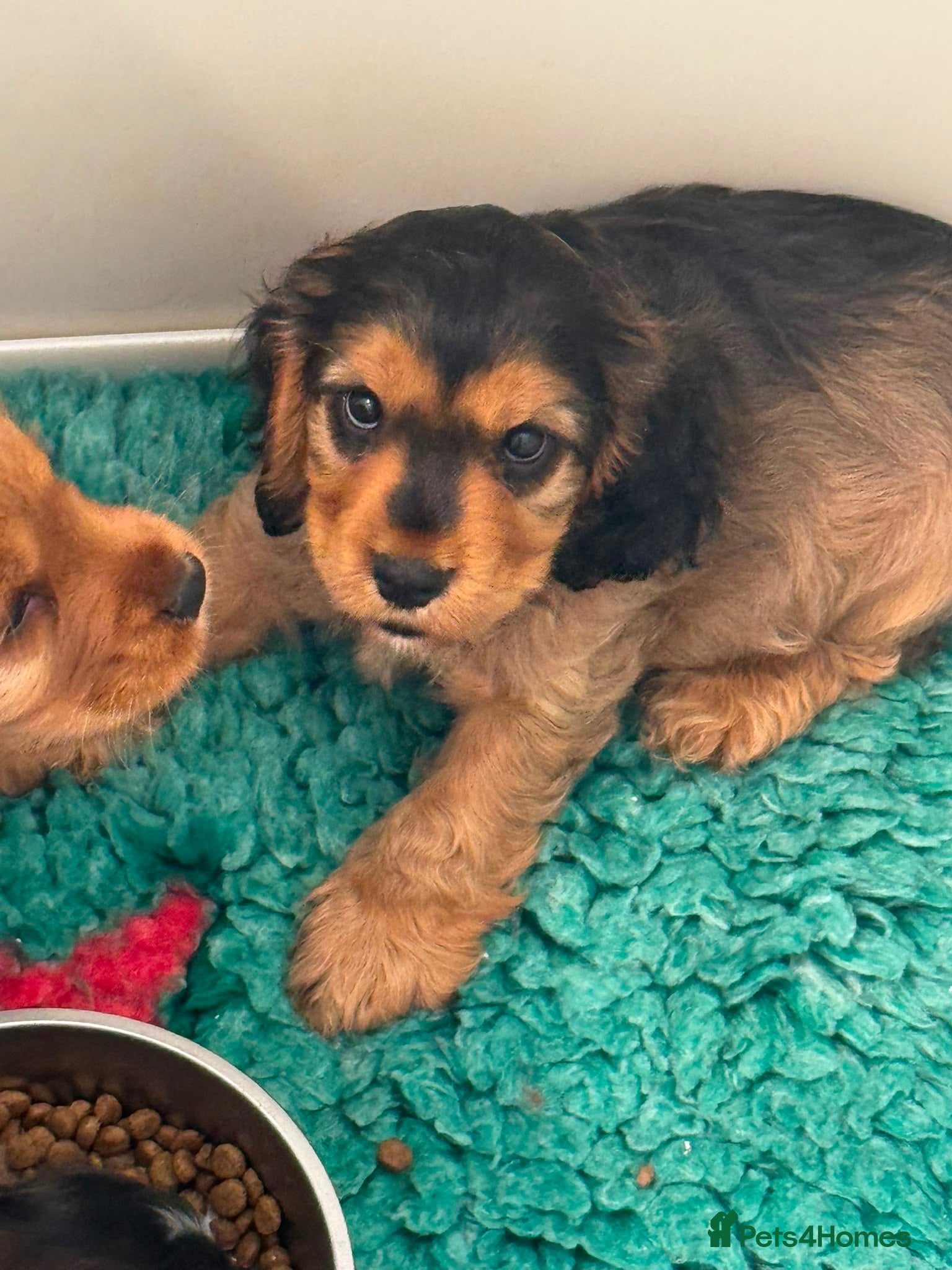 Cocker Spaniel dogs Beautiful kc  cocker spaniels puppies 💙❤️ - Advert 1