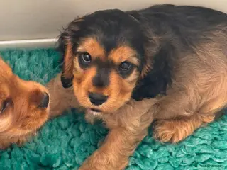 Cocker Spaniel dogs Beautiful kc cocker spaniels puppies 💙❤️ - Advert 1