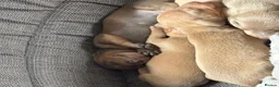 Dachshund dogs for sale: Standard Dachshund Puppies in Eye - Advert 24