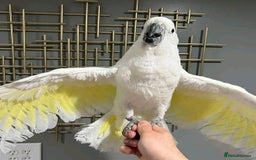 Cockatoo birds for sale: Hand-Reared Tame Umbrella Cockatoo Parrot  - Image 6