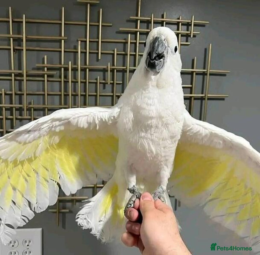Cockatoo birds for sale: Hand-Reared Tame Umbrella Cockatoo Parrot  - Image 6