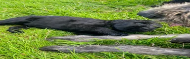 Russian Black Terrier Puppy 3