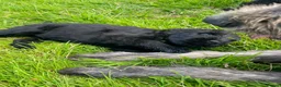 Russian Black Terrier dogs for sale: Russian Black Terrier Pups for Sale - Advert 15