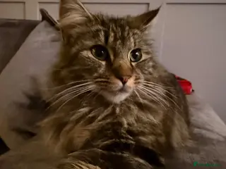 Maine Coon cats Maine coon kittens - Advert 1