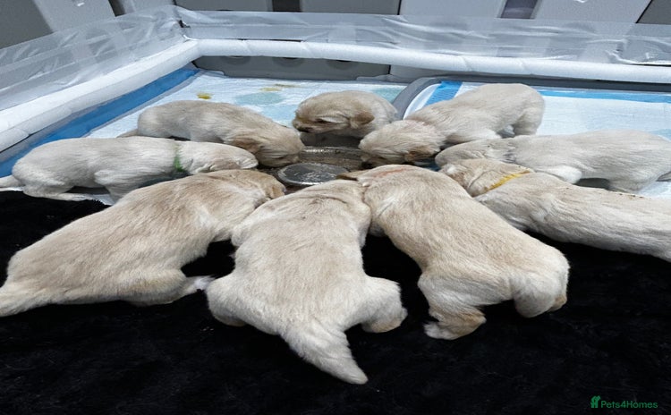 Golden Retriever dogs - Advert 10