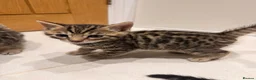 Mixed Breed cats for sale: Half bengal kitten  - Advert 8