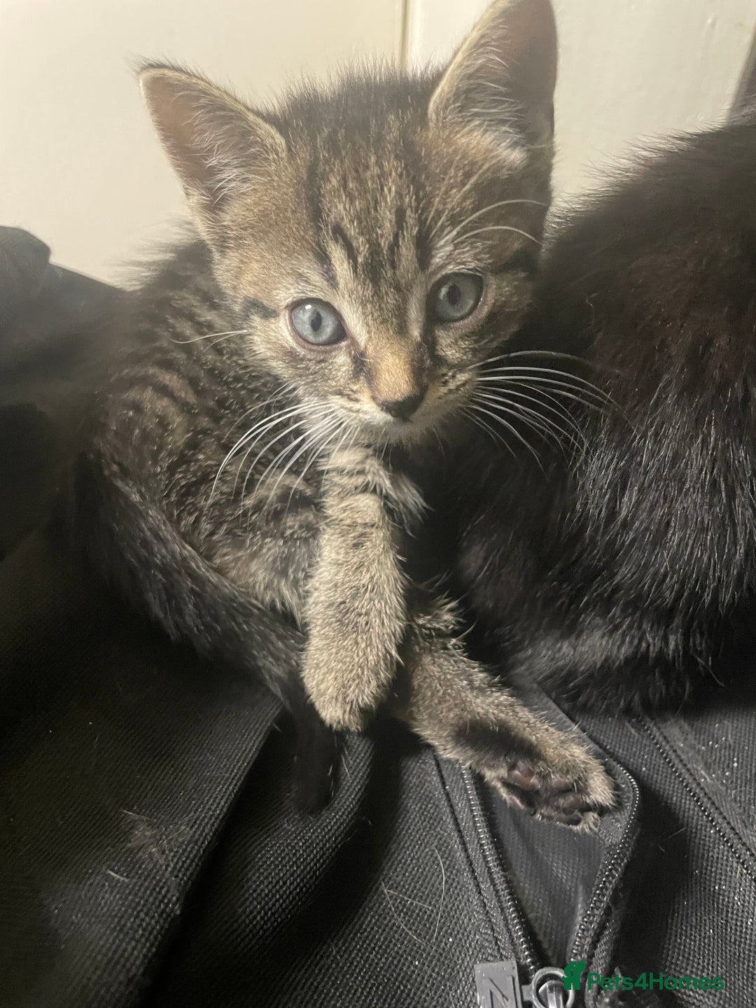 Domestic Shorthair cats for sale: Kittens needing new home! - Image 3