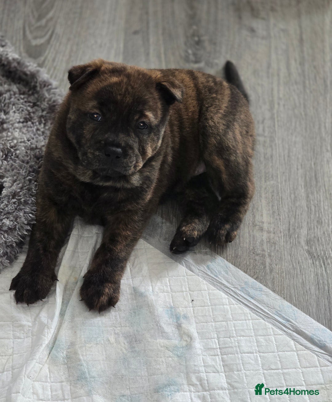 Mixed Breed dogs for sale: Chaffy puppies - Advert 2