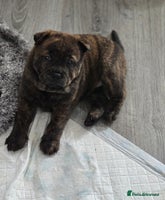 Mixed Breed dogs Chaffy puppies - Advert 14
