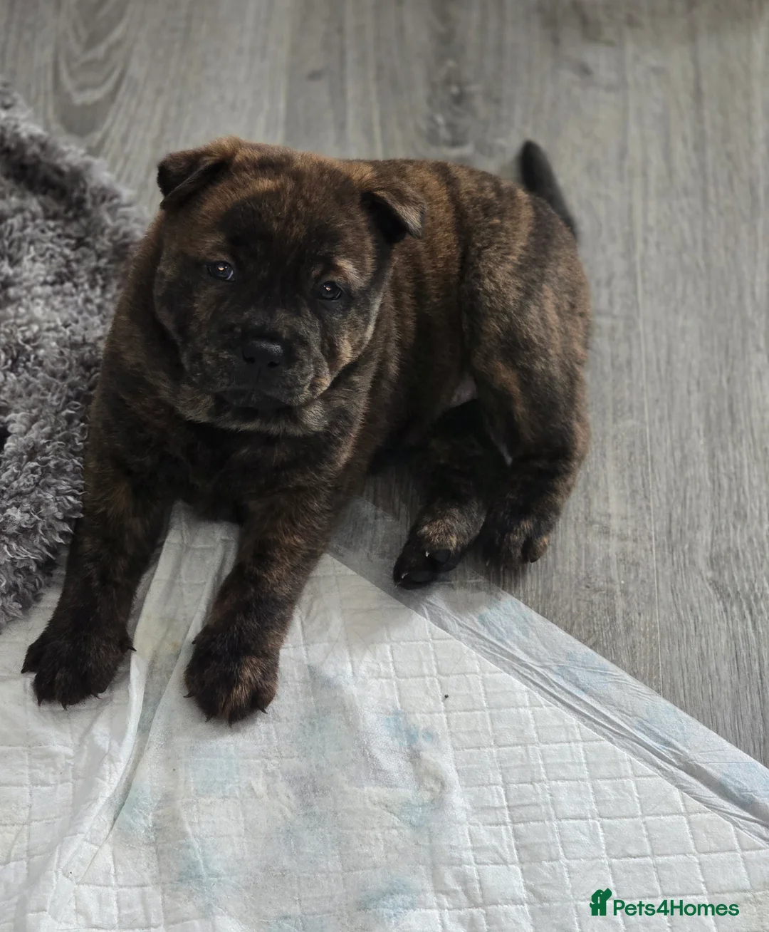 Mixed Breed dogs for sale: Chaffy puppies - Advert 3