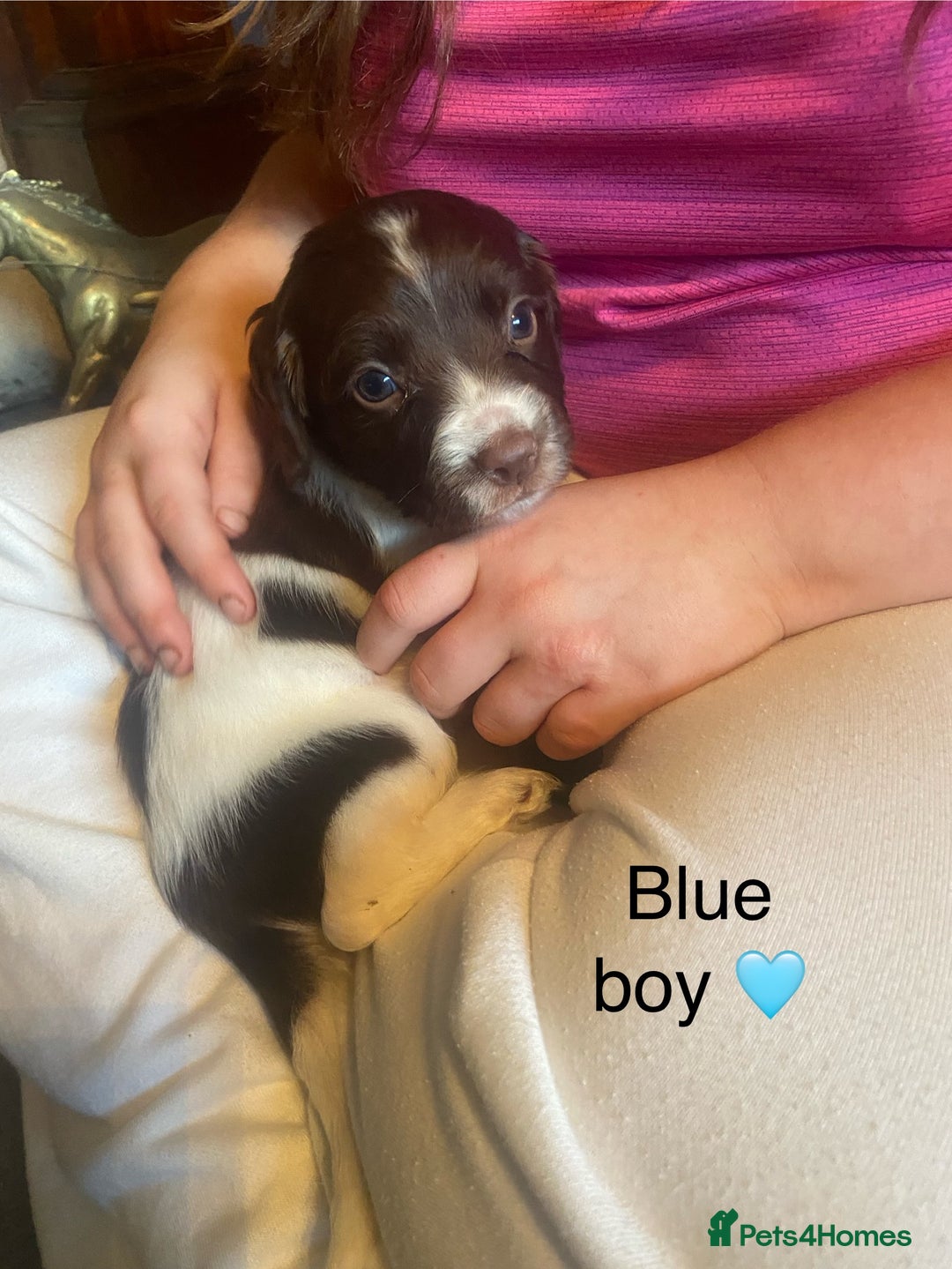 English Springer Spaniel dogs for sale: Springer spaniel puppies  - Advert 2