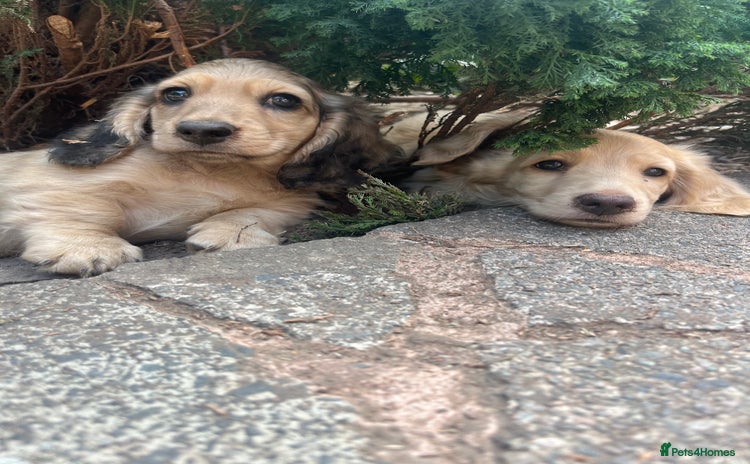 Miniature Dachshund dogs - Advert 3