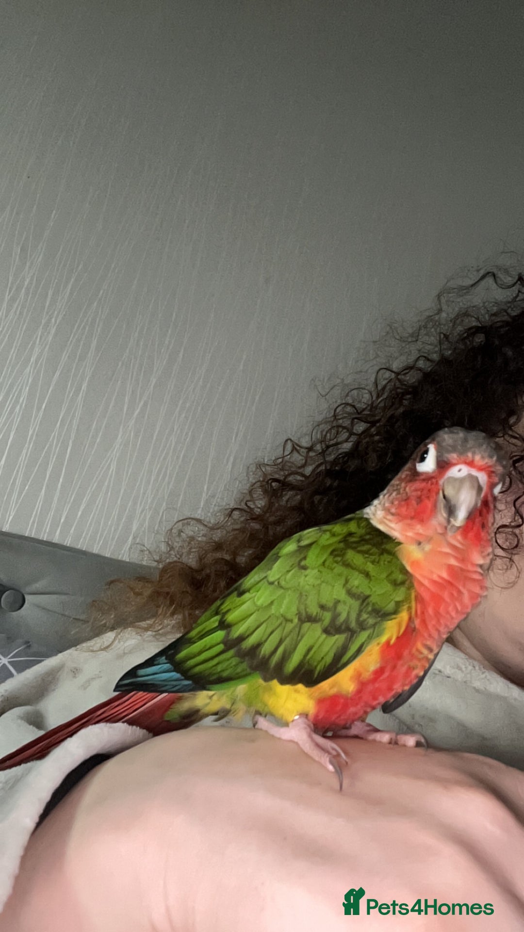 Conures birds for sale: Green cheek conure  - Advert 1