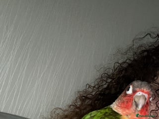 Conures birds Green cheek conure - Advert 1