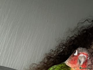 Conures birds Green cheek conure - Advert 4