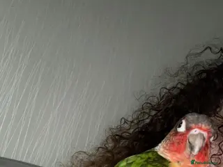 Conures birds Green cheek conure - Advert 5