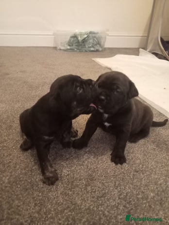 Mixed Breed dogs American pocket Corso puppies - Advert 11