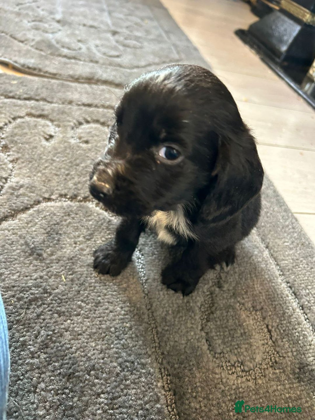 Cocker Spaniel dogs for sale: Adorable Cocker Spaniel Puppies - Advert 8