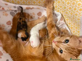 Mixed Breed cats Adorable Domestic Kittens for sale - Advert 3