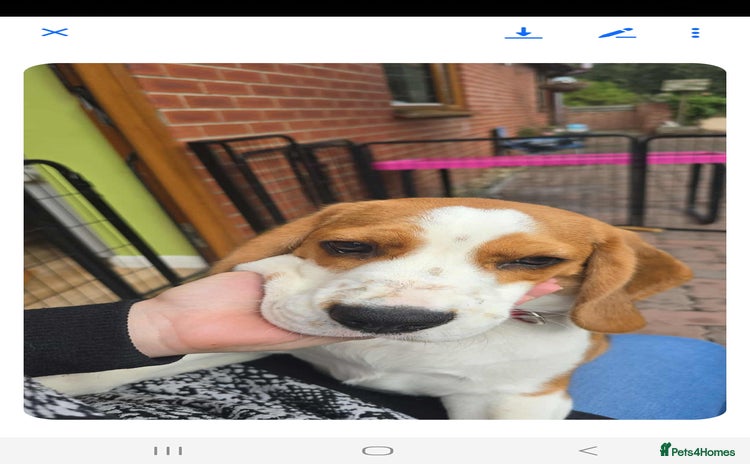 Bocker dogs - Advert 1