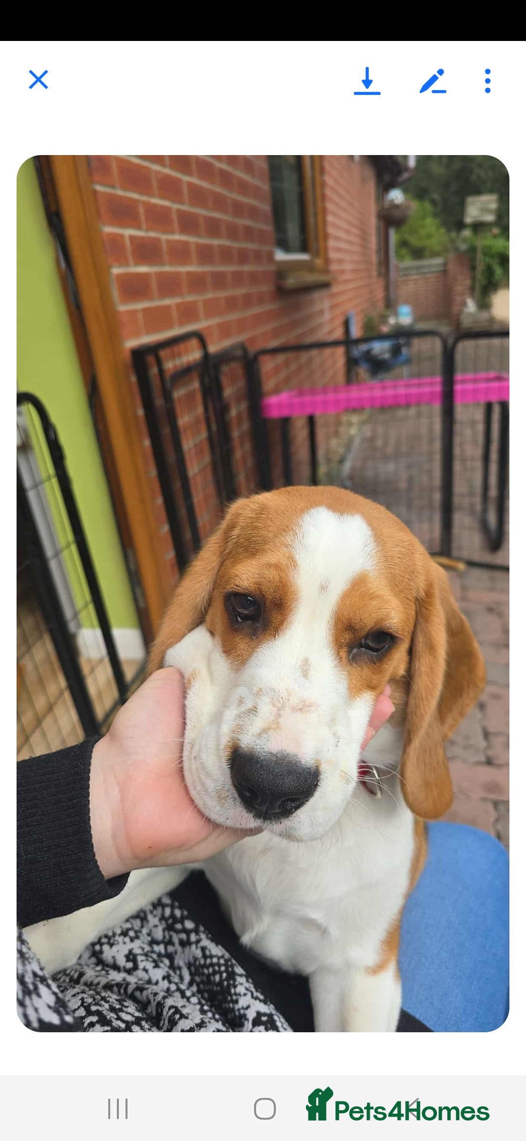 Bocker dogs for sale: Male beagle puppy  - Image 1