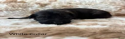 German Shepherd dogs for sale: Beautiful German Shepherd Cross Puppies - Advert 25