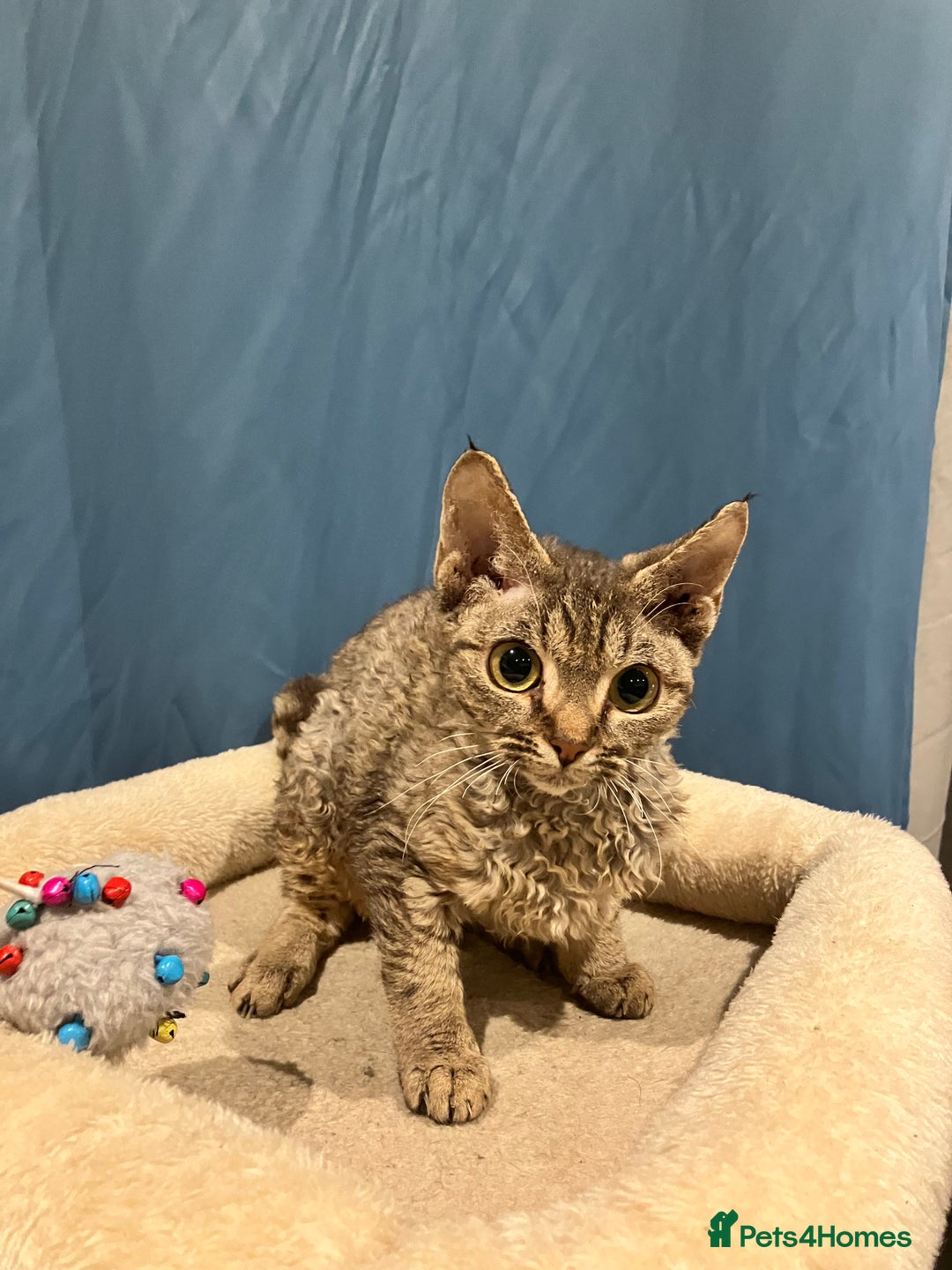 Devon Rex cats for sale: GCCF registered - Devon Rex Kittens - Advert 11