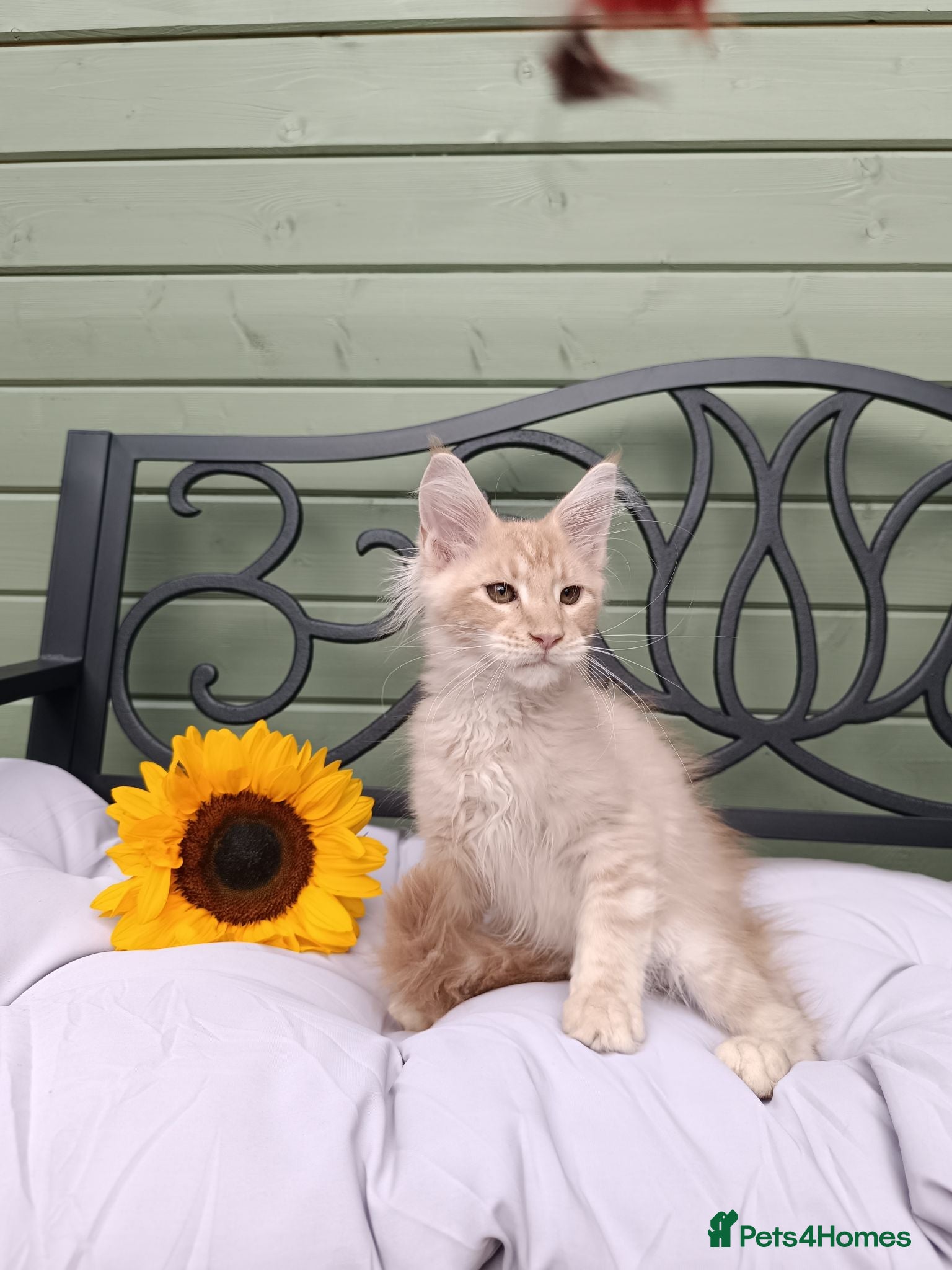 Maine Coon cats Stunning Champion-Line Maine Coons - Advert 2