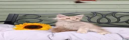 Maine Coon cats for sale: Stunning Champion-Line Maine Coons - Advert 1