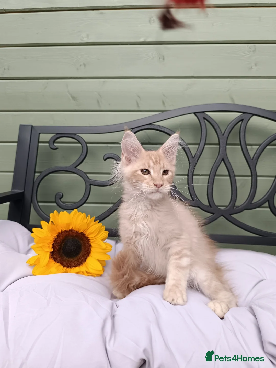 Maine Coon cats for sale: Stunning Champion-Line Maine Coons - Advert 1
