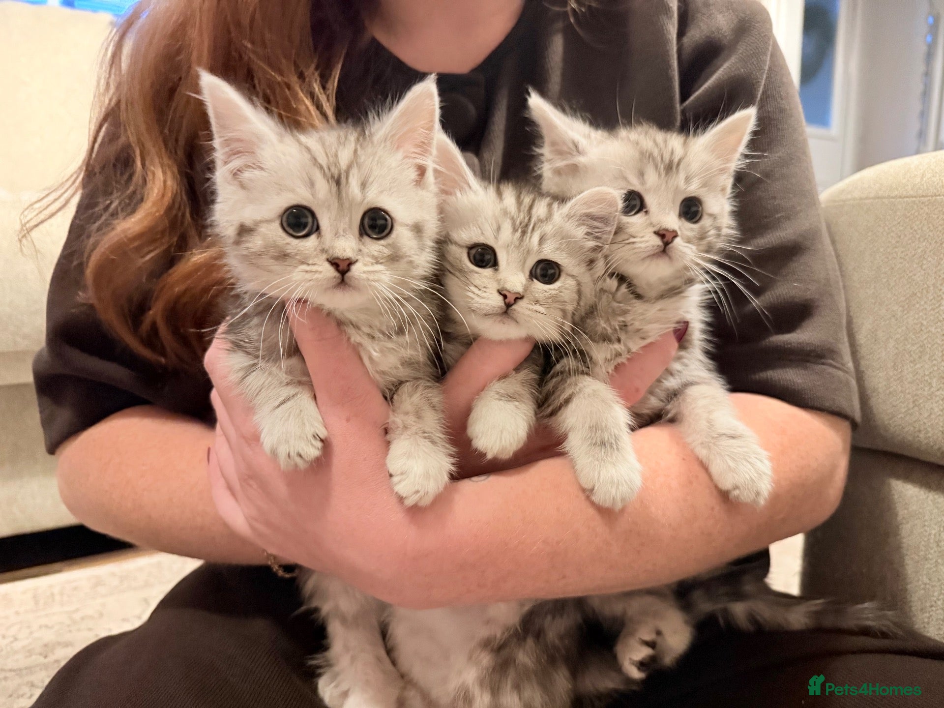 Mixed Breed cats for sale: Gorgeous chinchilla persian x Maine coon kittens  - Advert 2