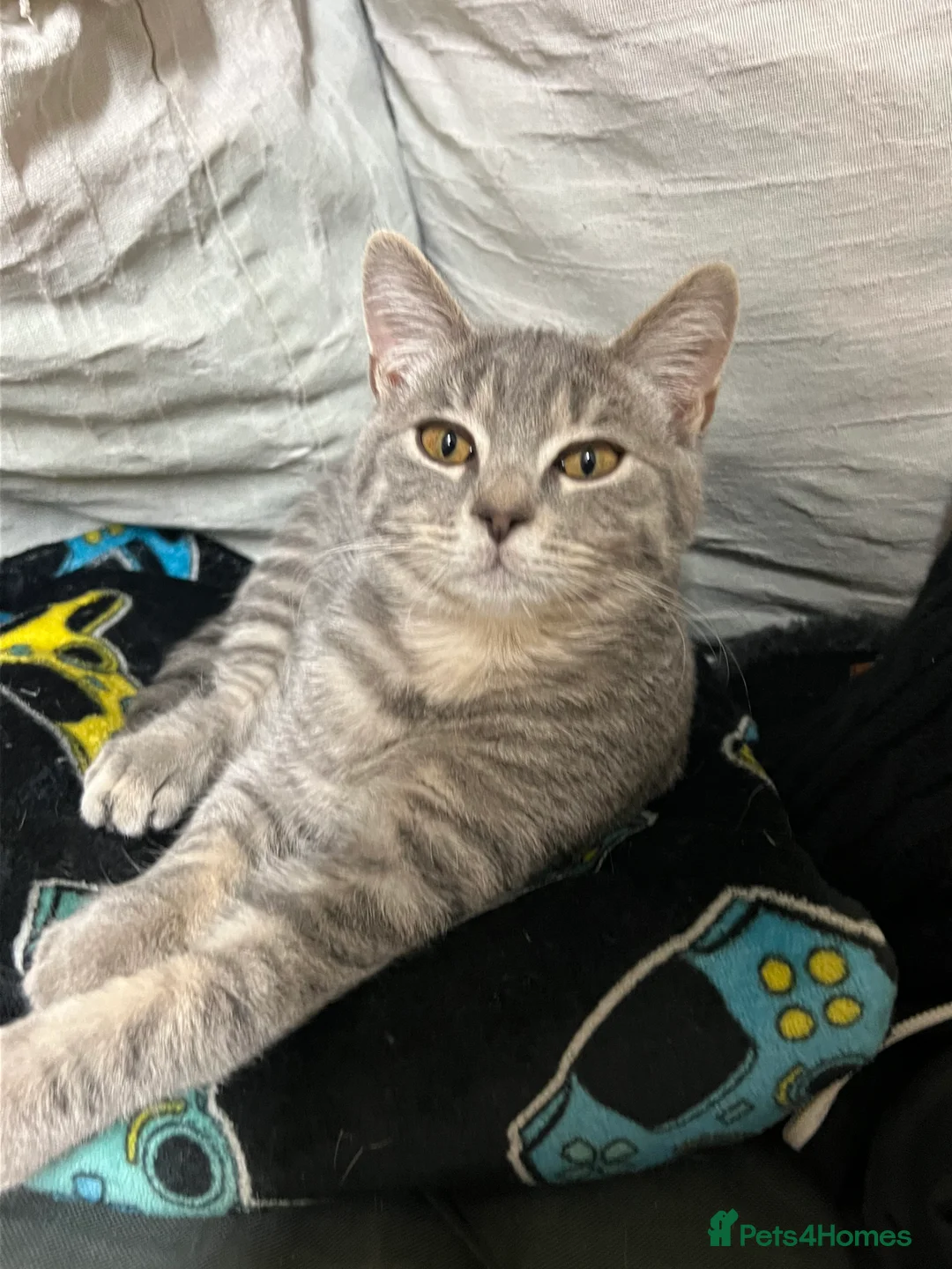 Mixed Breed cats for sale: Maze & Chunk British Blue kittens - Advert 3