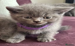 British Shorthair cats for sale: pedigree GCCF kittens available in 2 weeks time! - Image 22