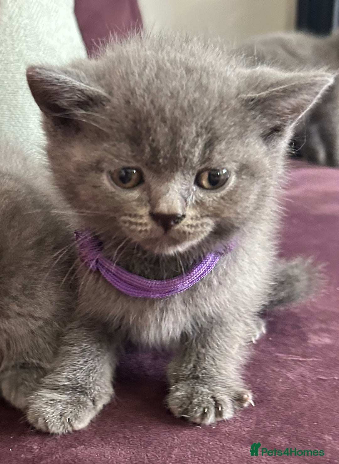 British Shorthair cats for sale: pedigree GCCF kittens available in 2 weeks time! - Image 22
