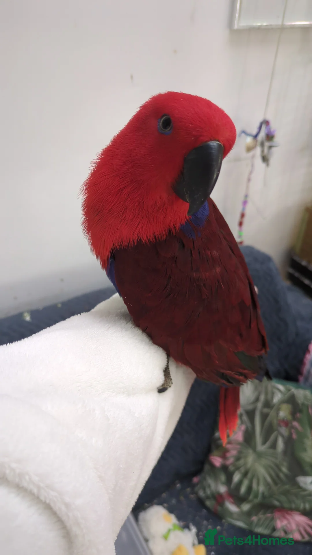 Lories birds for sale: Female and male eclectus 4 months old super tamed - Advert 1