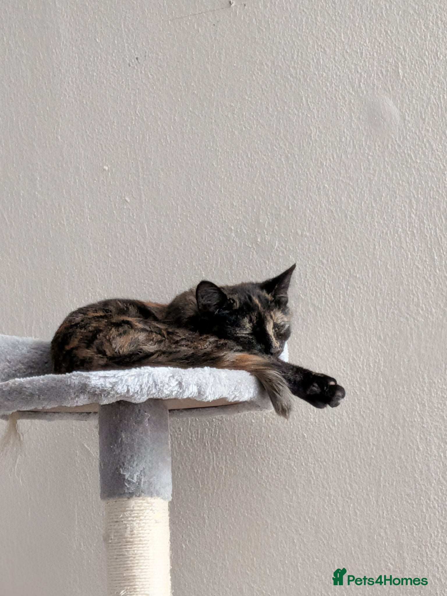 Mixed Breed cats for sale: Female ktten - Advert 2