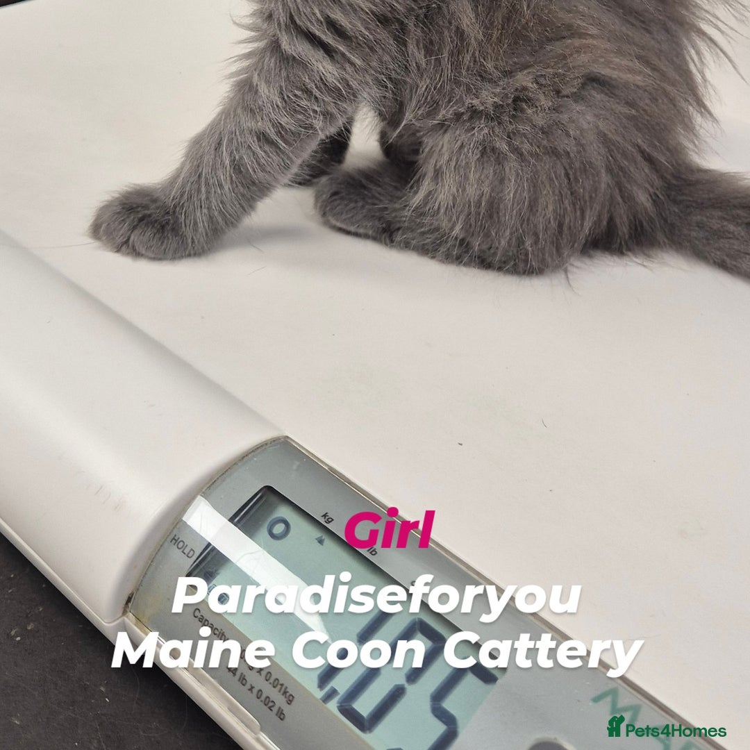 Maine Coon cats for sale: Maine Coon kittens Glasgow  - Image 6