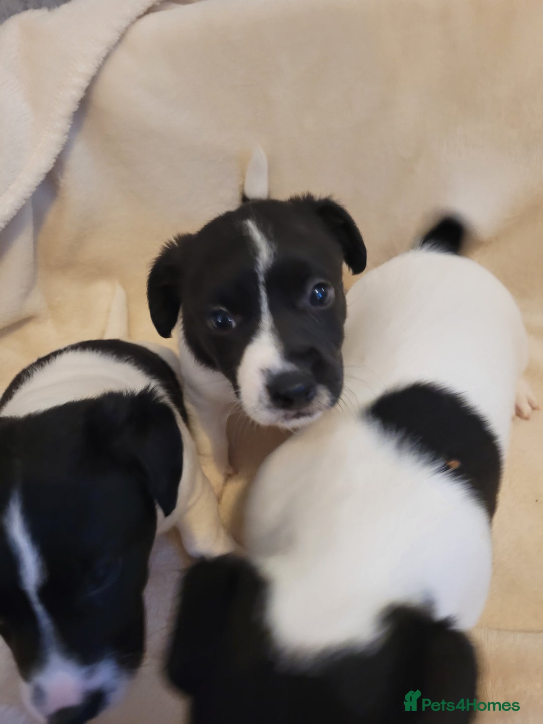 Jack Russell dogs for sale: Puppies - Image 4