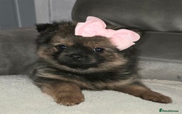 Mixed Breed dogs for sale: Shiranian puppies  - Image 5