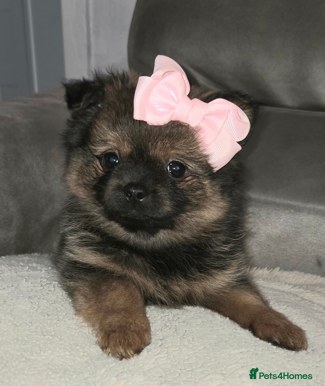 Mixed Breed dogs for sale: Shiranian puppies  - Image 5